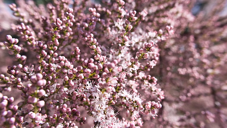 merah muda, kecil, bunga, pohon, musim semi, mekar, makro