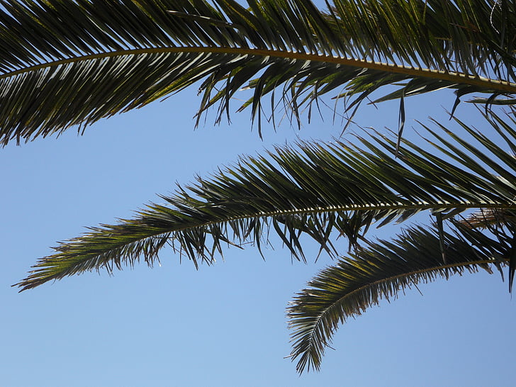 palm, sky, palm leaves, view, outlook, holiday, palm fronds