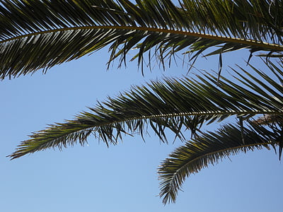 Palm, hemel, Palm bladeren, weergave, Outlook, vakantie, palmbladeren