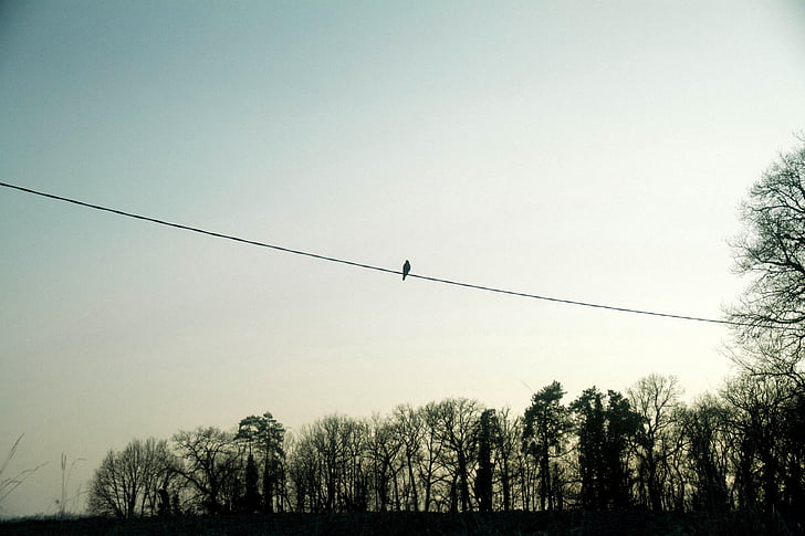 bird, cable, wire, sunset, sky, trees, nature