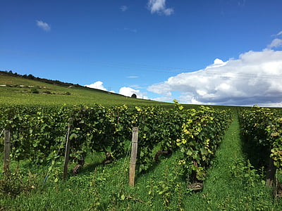 vingården, Burgund, Frankrike, vin, Bourgogne