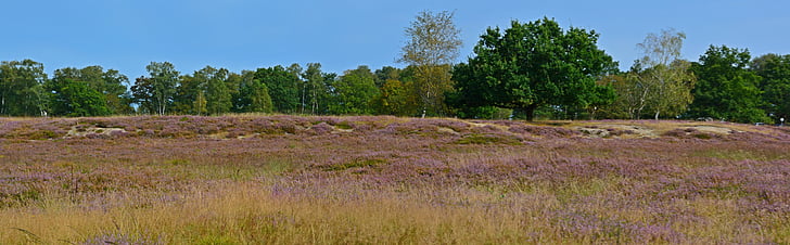 Heide, Natur, Heather, Lüneburger Heide, Naturschutzgebiet, Sitzbank, Trail