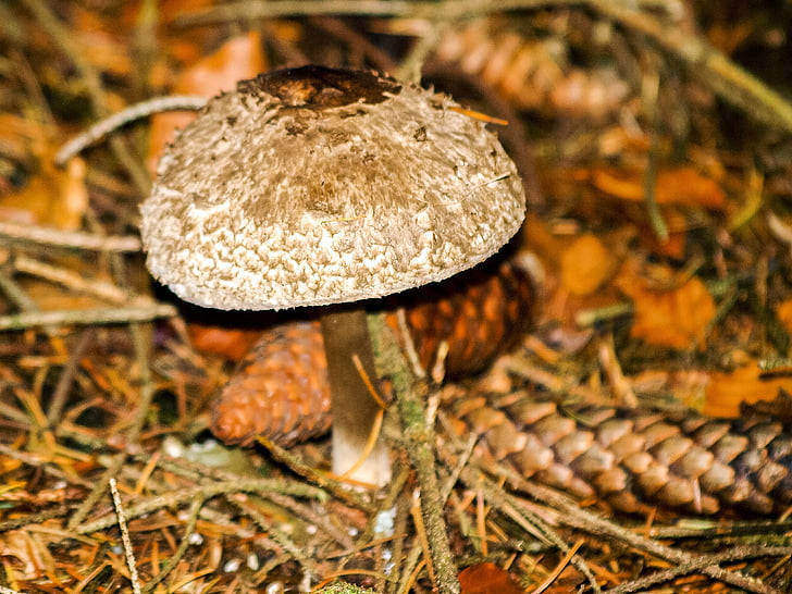mushroom, forest, autumn, nature