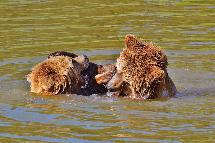 medve, Wildpark poing, játék, víz, barna medve, vadon élő állatok, veszélyes