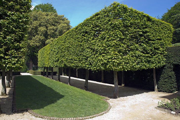 Hidcote manor tuin, pleached Carpinus-bomen, formulier, baksteen edged gazon, blauwe hemel