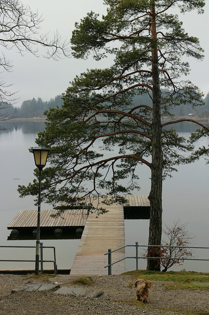 lake, waters, tree, pine, web, boardwalk, lantern