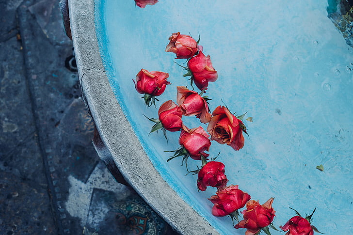rouge, roses, claire, bleu, eau, Fontaine, fleurs