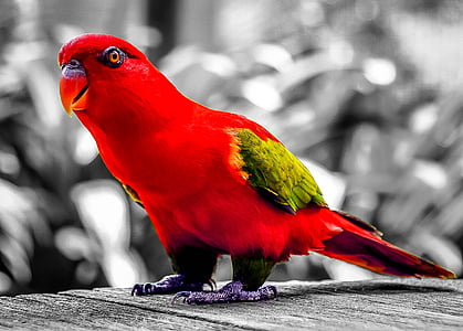 parrot, red, bird, colorful, color splash, feathers