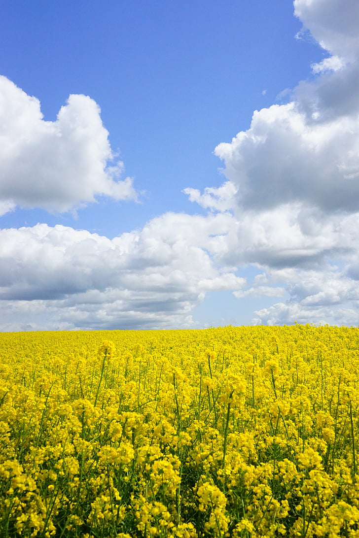 campo de colza, céu, nuvens, blütenmeer, amarelo, flores, planta
