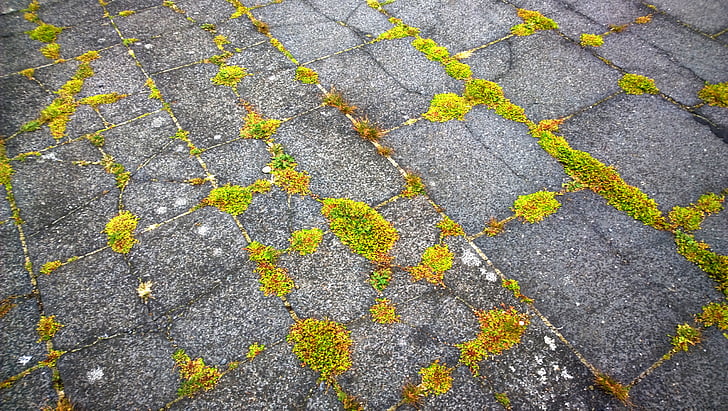 moss, stone slabs, weed, ground, texture, background, stone floor