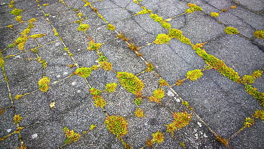 Moss, stenen platen, onkruid, grond, textuur, achtergrond, stenen vloer