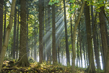 Erzgebirge, Scheibenberg, bosc, estat d'ànim tardor, Sunbeam, fullatge de tardor, temporades