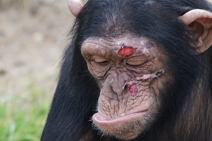 chimpanse, pattedyr, skade, farlige