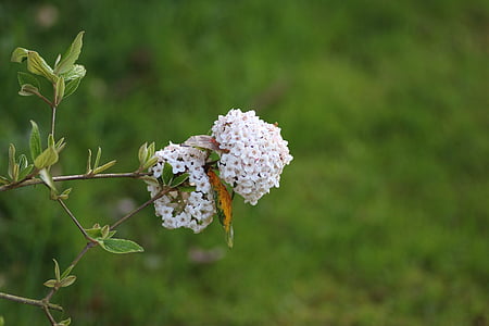 cây kim ngân hoa, Hoa, trắng, mùa xuân, Thiên nhiên, Sân vườn, cây