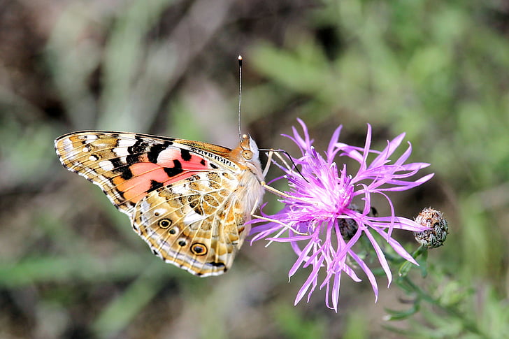 Painted lady, mariposa, insectos