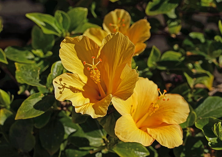 Hibiscus, pistill, Hibiscus blomma, Malva, Stäng, gul, malvaväxter