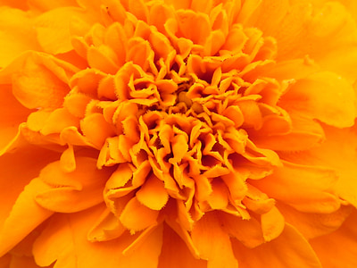 naranja, flor, flor, floración, flores de naranja, amarillo, amarillo anaranjado