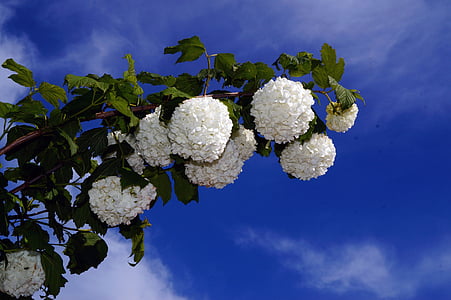 prachtspiere, spiraea vanhouttei, white, spierstrauch, beginning of summer, flowers