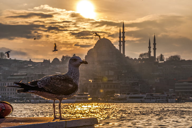 Seagull, Marine, Cami, Turkije, vrede, strand, zonsondergang