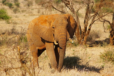Gajah, Afrika, Safari, gajah Afrika bush, hewan potret, satwa liar, alam
