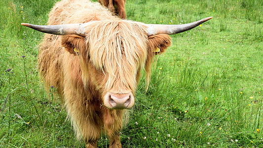 Škotska, Anglija, višavju in otokih, National park, škotski, visokogorskih govejega mesa, travnik