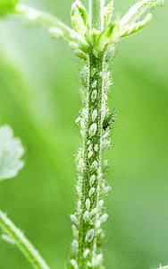 greenfly, Aphid, kecil, makro, alam, tanaman, warna hijau