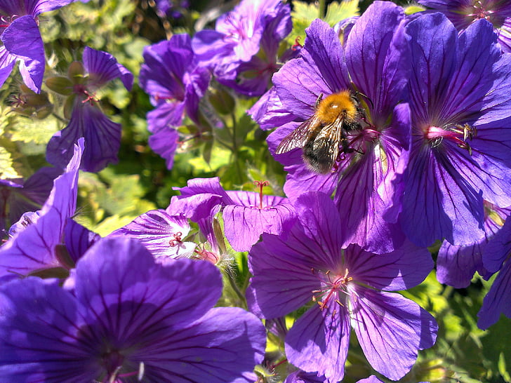 abella, flors, nèctar, pètal, insecte, flor, polinització