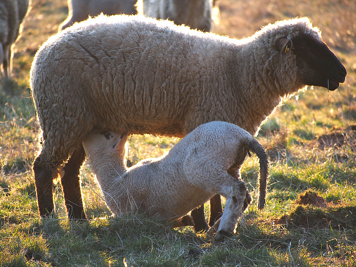 avių, ėriena, pieva, gimimo, vilnos, Velykų, gyvūnų