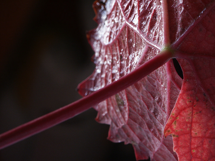 vine, red, autumn