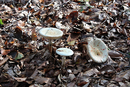 蘑菇, 秋天, 木耳, 米色