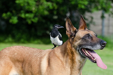 elster, malinois, animal friendship, animal friendships, dog and bird, dog, animal