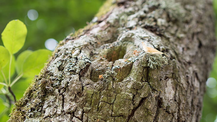 tree, nature, branch