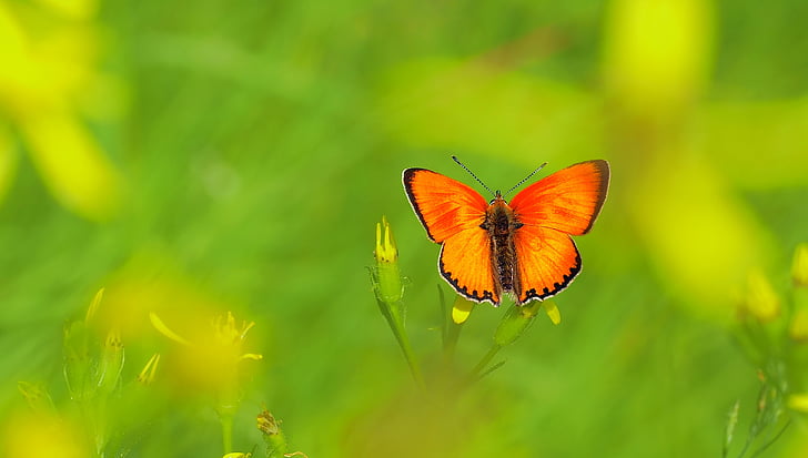 hyönteinen, Luonto, Live, Butterfly - hyönteisten, eläinten, kesällä, eläinten wing