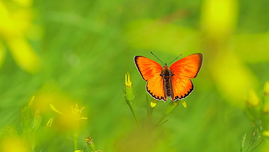 insect, natuur, Live, vlinder - insecten, dier, zomer, dierlijke vleugel
