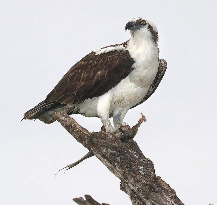 Osprey, cocoţat, păsări răpitoare, pasăre, natura, sălbatice, portret