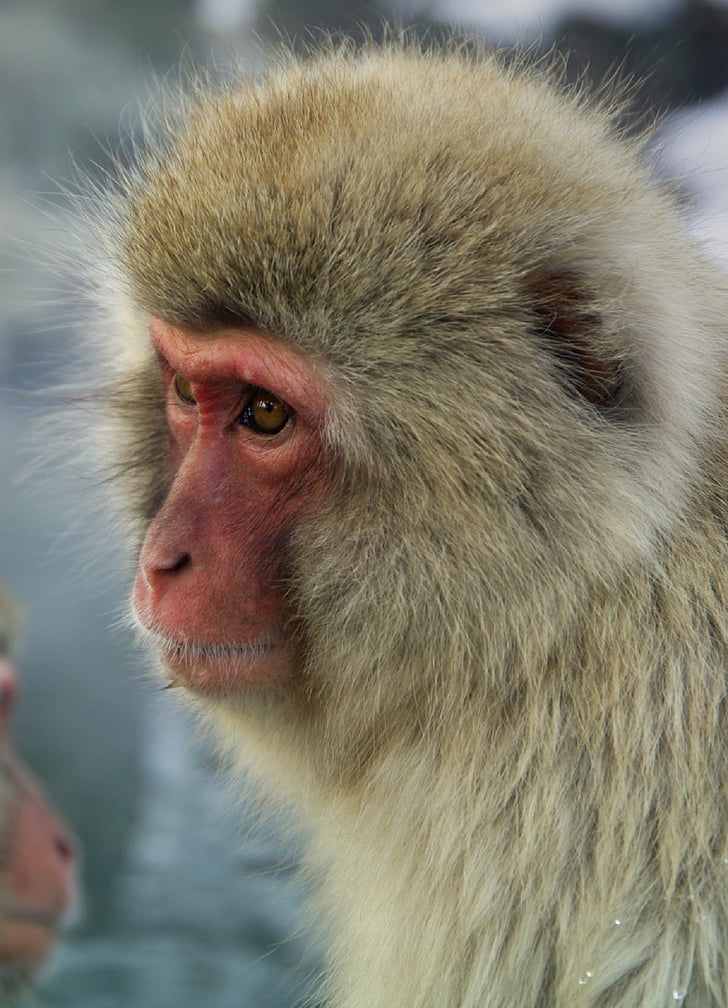 monkey, japanese macaque, snow monkey, close up, face, portrait, water