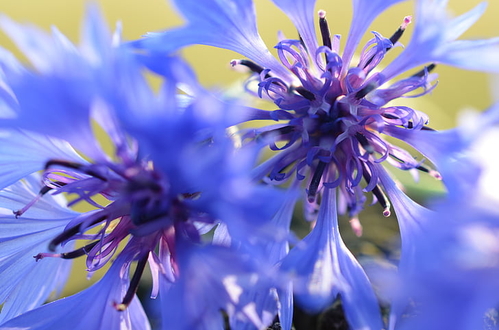 cornflowers, 블루, 꽃, 블 룸, 꽃, 초원, 여름