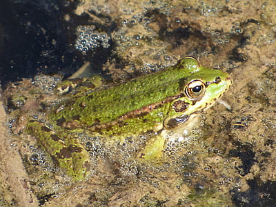 ếch, sông, tảo, batrachian, Ếch xanh, một trong những động vật, động vật hoang dã