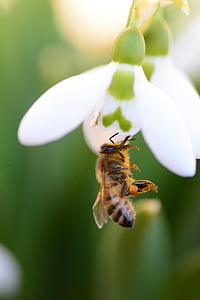 hmyz, včela, květ, květiny, zelená, jaro, Příroda