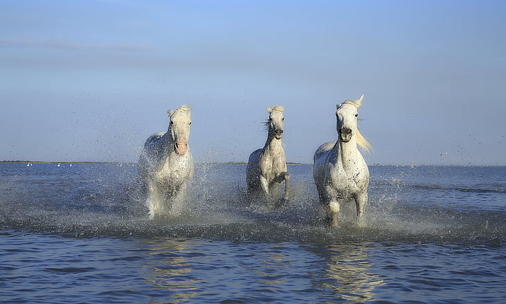 konj, beli konj, Griva, blato, tačko, čevelj, vode načrt