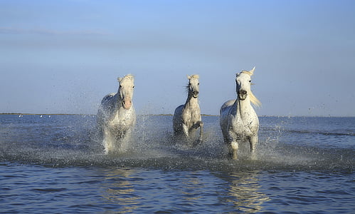 cavalo, cavalo branco, Juba, lama, pata, sapato, plano de água