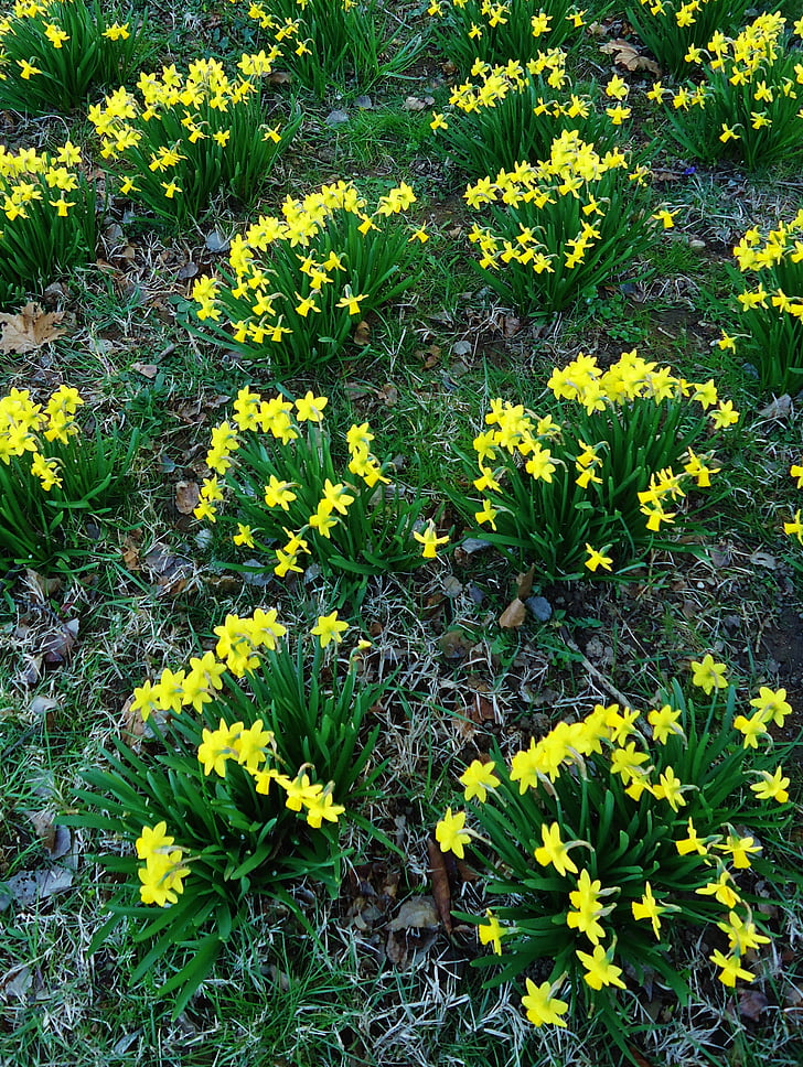Daffodil, påskliljor, gul, blomma, blommor, naturen, våren