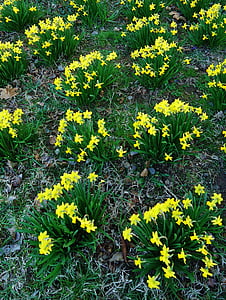 Påskelilje, påskeliljer, gul, blomst, blomster, natur, forår