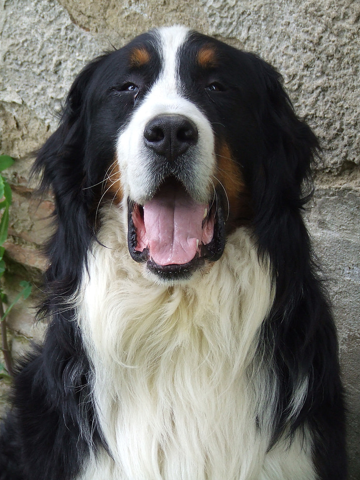 con chó, bernoises, núi, màu đen và trắng, Tuyệt, động vật, bảo vệ