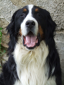 pes, Bernský, Mountain, čierna a biela, veľký, zviera, stráž