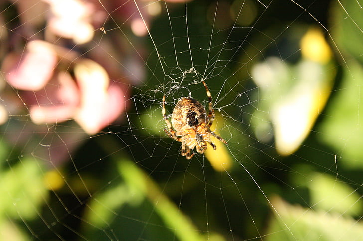 spin, garden spider, hydrangea