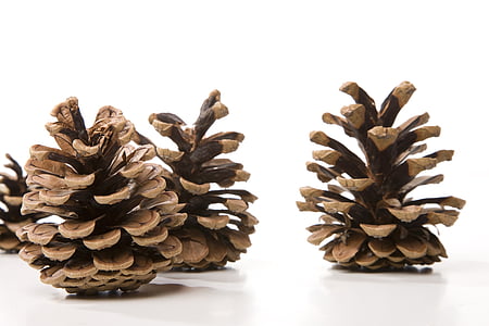 tap, fir, decoration, pine cones, christmas, scale, cone scales