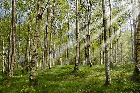 森林, 桦木, 春天, 新光, 过敏, 过敏-, 过敏症的触发器