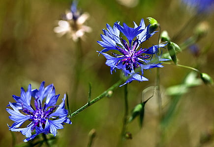 Aciano, flor, una flor del camp, planta, civada, assolellat, blau