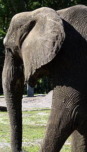 大象, 野生动物园, 非洲, 大, 哺乳动物, 动物保护区, 动物园